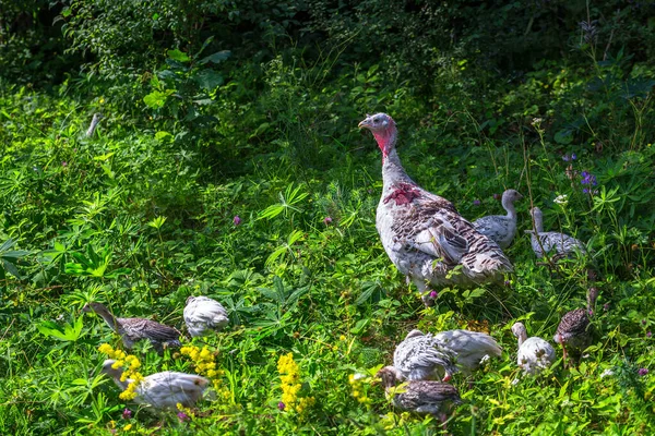 Turquía Pollitos Pavo Pastan Pueblo Pasto Hierba Verde — Foto de Stock