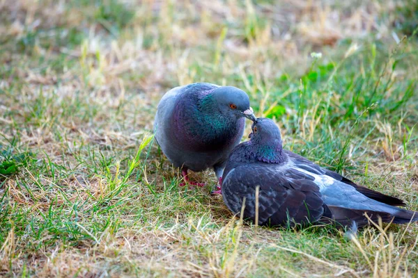 비둘기는 비둘기의 머리에 부리를 사용하여 깃털을 부드럽게 감싼다 이렇게 아름다운 — 스톡 사진