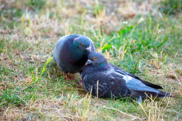 Pigeon Mâle Peigne Délicatement Les Plumes Par Bec Sur Tête — Photo