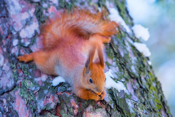 Esquilo Vermelho Eurasiano Sciurus Vulgaris Come Noz Caule Pinheiros Inverno — Fotografia de Stock