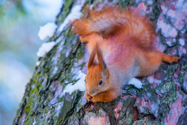 Eurasisches Rotes Eichhörnchen Sciurus Vulgaris Frisst Winter Nuss Kiefernstamm Kiew — Stockfoto
