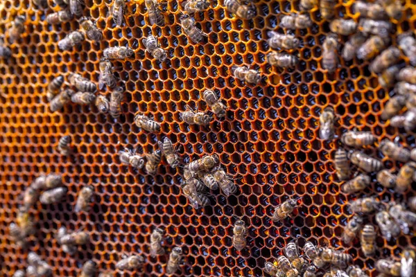 Honey bees removed from the hive for inspection by a beekeeper. The nest\'s internal structure is a densely packed group of hexagonal prismatic cells made of beeswax, called a honeycomb.