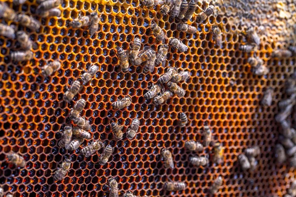 Honey Bees Removed Hive Inspection Beekeeper Nest Internal Structure Densely — Stock Photo, Image