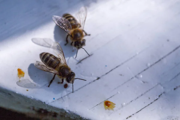 Enjambre Abejas Melíferas Colmena Las Abejas Obreras Llegan Vuelan Lejos —  Fotos de Stock