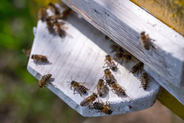 Enjambre Abejas Melíferas Colmena Las Abejas Obreras Llegan Vuelan Lejos —  Fotos de Stock