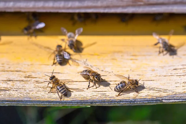 Méhek Nyüzsögnek Kaptárban Munkás Méhek Érkeznek Elrepülnek Őrméhek Őrzik Bejáratot — Stock Fotó