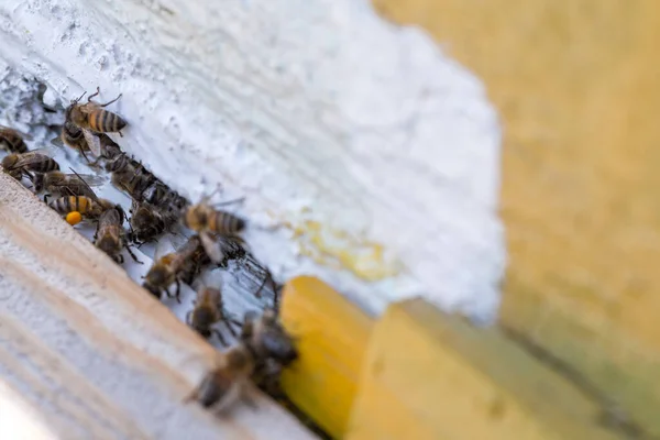 Honey bees swarm in the hive. Workers bees arrive and fly away, guard bees guard the entrance from violators.