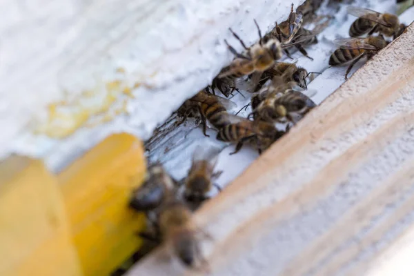 Enjambre Abejas Melíferas Colmena Las Abejas Obreras Llegan Vuelan Lejos —  Fotos de Stock