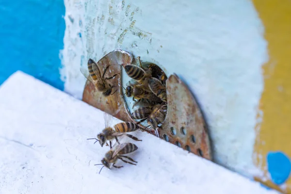 Honey Bees Swarm Hive Workers Bees Arrive Fly Away Guard — Stock Photo, Image