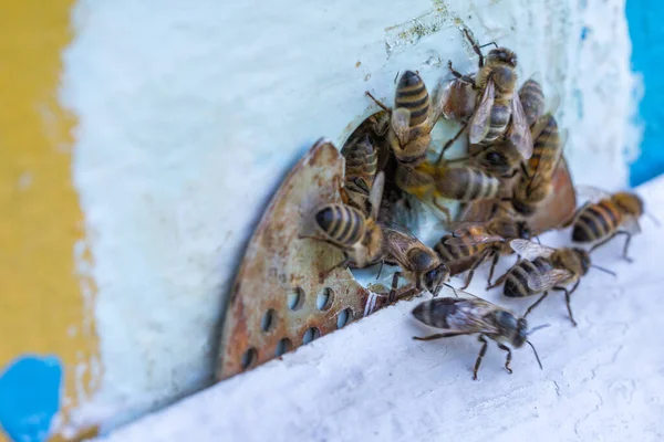 Méhek Nyüzsögnek Kaptárban Munkás Méhek Érkeznek Elrepülnek Őrméhek Őrzik Bejáratot — Stock Fotó