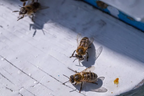 Enjambre Abejas Melíferas Colmena Las Abejas Obreras Llegan Vuelan Lejos —  Fotos de Stock