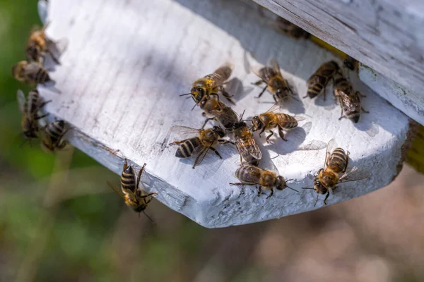 Enjambre Abejas Melíferas Colmena Las Abejas Obreras Llegan Vuelan Lejos —  Fotos de Stock