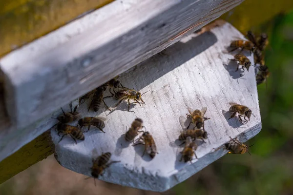 Enjambre Abejas Melíferas Colmena Las Abejas Obreras Llegan Vuelan Lejos —  Fotos de Stock