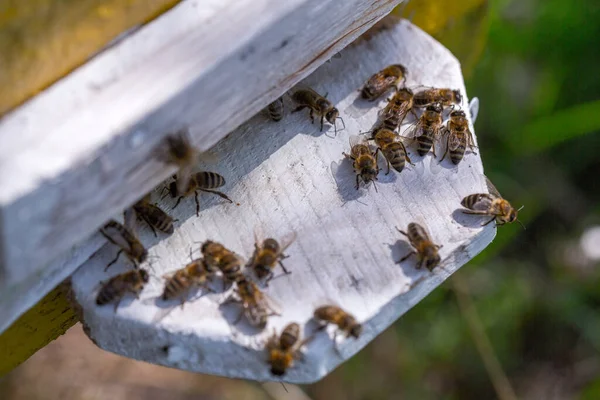 Σμήνος Μελισσών Στην Κυψέλη Εργάτες Μέλισσες Φτάνουν Και Πετούν Μακριά — Φωτογραφία Αρχείου