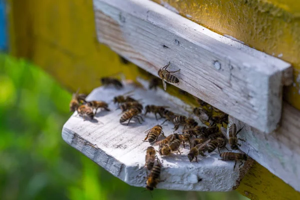 Honey bees swarm in the hive. Workers bees arrive and fly away, guard bees guard the entrance from violators.