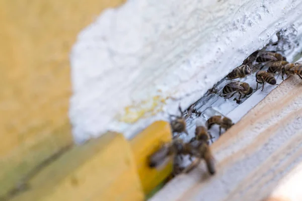 蜂が巣に群がっている 労働者の蜂が到着して飛び立ち 蜂が違反者から入り口を守る — ストック写真