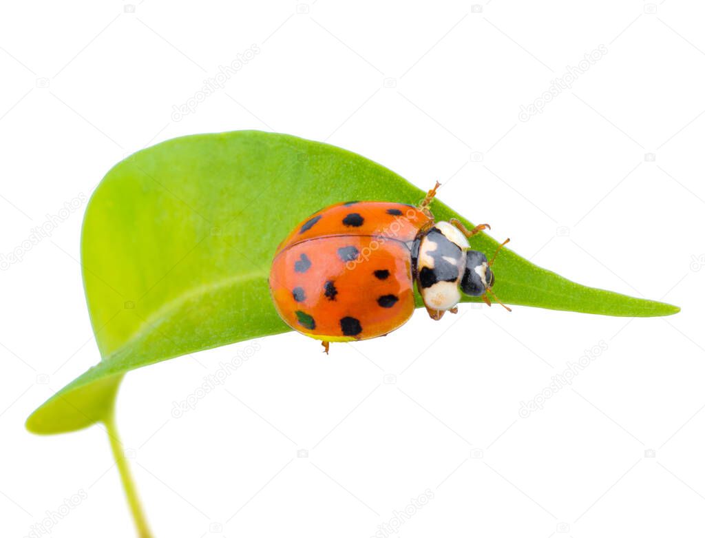 Beautiful red ladybug on a green leaf shoot in macro lens 1:1, isolated on a white background