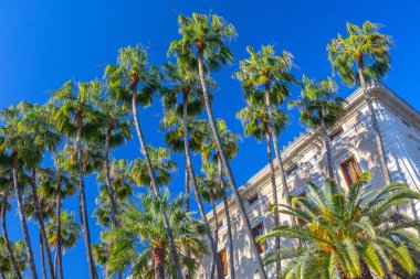 Washingtonia Robusta 'nın dev palmiye ağaçları, Meksika fan palmiyesi veya Meksika Washingtonia palmiyesi, Meksika' nın kuzeybatısında, Sonora ve Baja California Sur 'da yetişen bir palmiye ağacı..