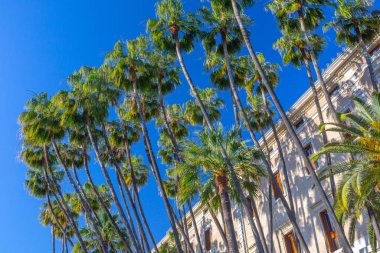 Washingtonia Robusta 'nın dev palmiye ağaçları, Meksika fan palmiyesi veya Meksika Washingtonia palmiyesi, Meksika' nın kuzeybatısında, Sonora ve Baja California Sur 'da yetişen bir palmiye ağacı..