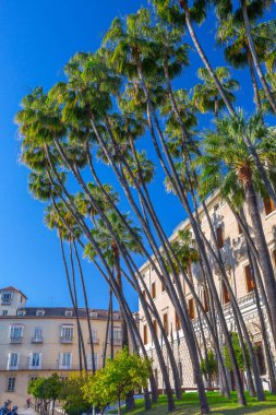 Washingtonia Robusta 'nın dev palmiye ağaçları, Meksika hayran palmiyesi ya da Malaga Müzesi yakınlarındaki Meksika Washington. Batı Sonora ve Baja California Sur 'da yetişen bir palmiye ağacı..