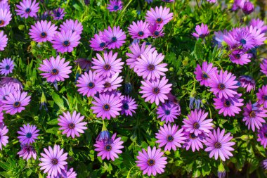 Osteospermum 'un güzel çiçekli çalısı. Mor-leylak renginde taç yaprakları sığ tarlanın derinliklerinde. Papatya, Afrika papatyası, Güney Afrika papatyası ve Cape papatyası olarak bilinirler..