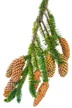 Beyaz arkaplanda izole edilmiş konileri olan dal sürat ağacı