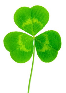 Aziz Patrick Günü yonca yeşili yaprak beyaz zemin üzerinde 1: 1 makro mercek görüntüsü