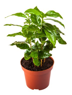 Beyaz arka planda izole edilmiş terra-cotta demliğinde taze yeşil lahanalar.