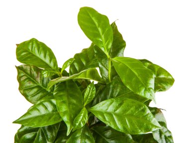 Beyaz arka planda izole edilmiş terra-cotta demliğinde taze yeşil lahanalar.