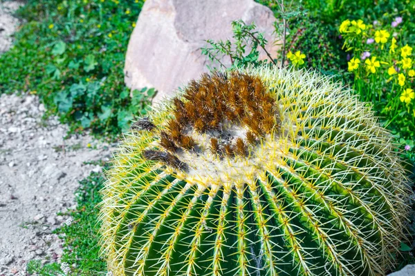 Echinocactus Grusonii Közismert Nevén Arany Hordó Kaktusz Aranygolyó Vagy Anyós — Stock Fotó