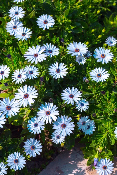 Hermoso Arbusto Floreciente Osteospermum Pétalo Color Blanco Florece Poca Profundidad — Foto de Stock