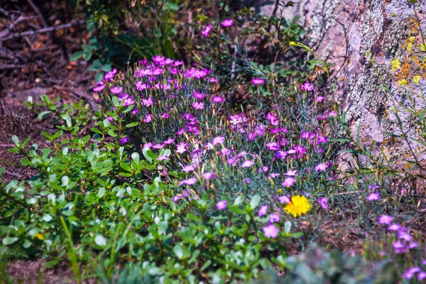 Эндемический Завод Краснокнижных Растений Южно Бугского Района Украины Dianthus South — стоковое фото