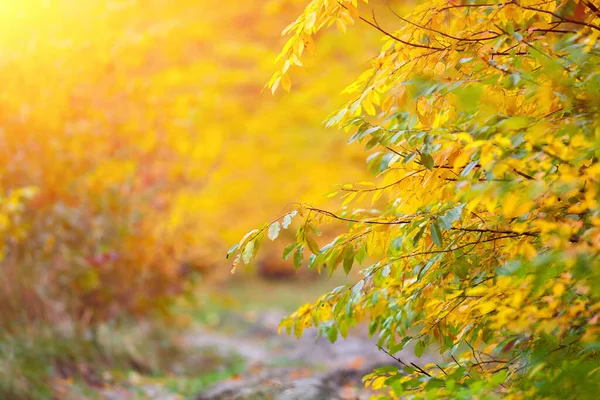 Romantischer Wald Zauberhaften Herbst Gegenlicht Warmes Sonnenlicht Und Leichter Flacher — Stockfoto