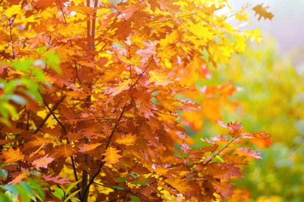 Romantischer Wald Zauberhaften Herbst Gegenlicht Warmes Sonnenlicht Und Leichter Flacher — Stockfoto