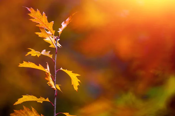 Romantischer Wald Zauberhaften Herbst Ahornzweig Gegenlicht Warmes Sonnenlicht Und Leichter — Stockfoto