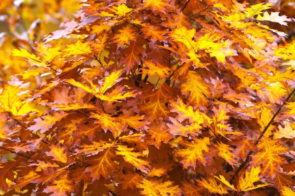 Romantischer Ahornzweig Zauberhaften Herbst — Stockfoto