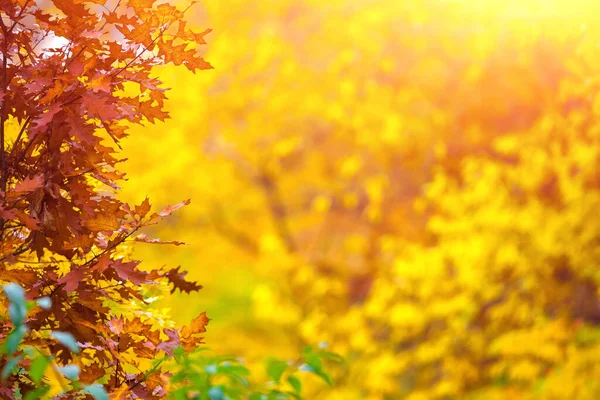 Romantischer Wald Zauberhaften Herbst Gegenlicht Warmes Sonnenlicht Und Leichter Flacher — Stockfoto