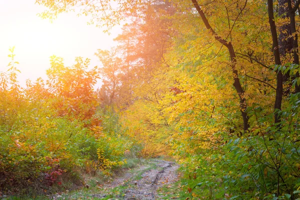 Romantic forest in magical autumn. In the backlight warm sunbeam light and a light shallow fog. Long focus lense, in a shallow DOF.