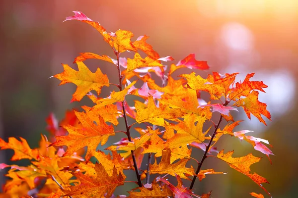 Romantischer Wald Zauberhaften Herbst Gegenlicht Warmes Sonnenlicht Und Leichter Flacher — Stockfoto