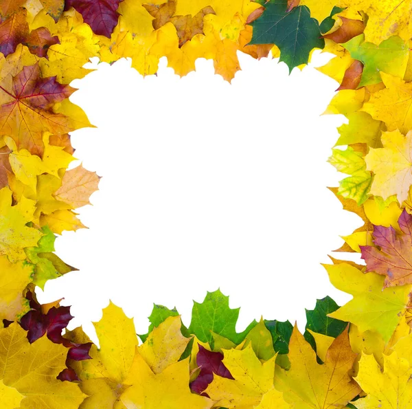 Frame of yellow autumn maple leaves