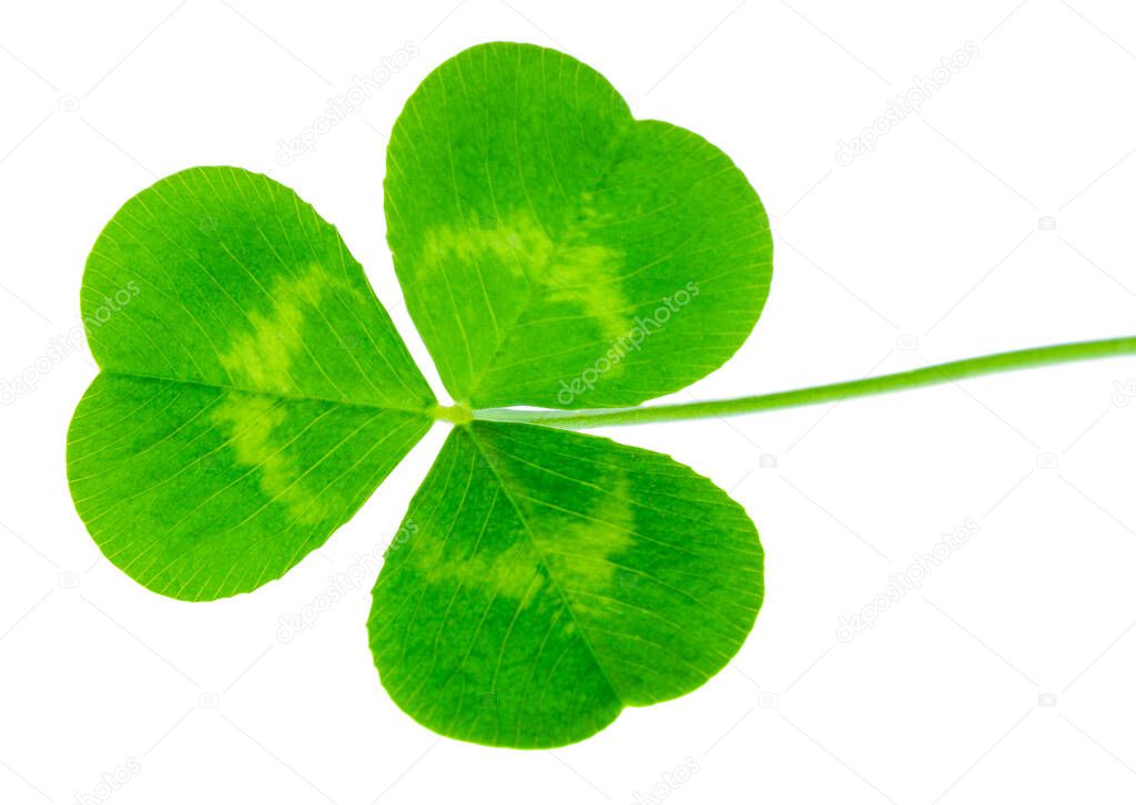St. Patrick's Day shamrock clover green leaf isolated on white background in 1:1 macro lens shot