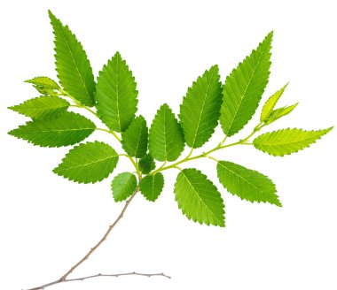 yeşil yapraklı karaağaç dalı makro mercek çekiminde beyaz bir arkaplanda izole edilmiş.