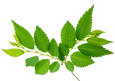 yeşil yapraklı karaağaç dalı makro mercek çekiminde beyaz bir arkaplanda izole edilmiş.