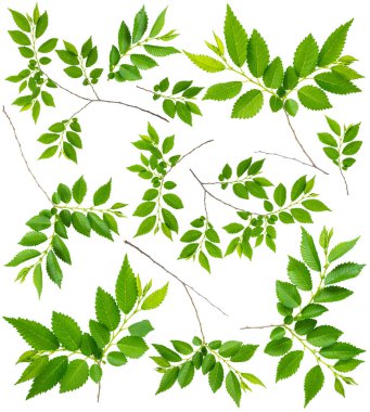 Makro mercek çekiminde beyaz zemin üzerinde yeşil yapraklı yay dalları görüntüsü