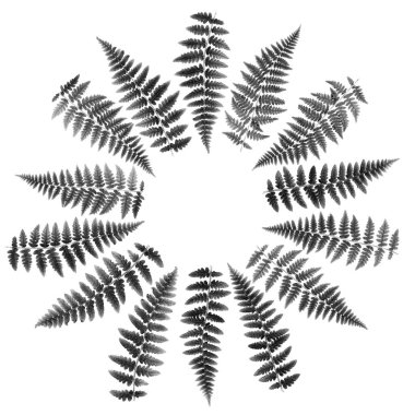 Daire düzenleme eğreltiotu yuvarlak rosette Makro mercek çekiminde beyaz zemin üzerine izole edilmiş 100 mpx Image seti. BW fotoğrafı