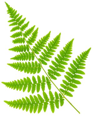 Yaprak eğreltiotu makro mercek çekiminde beyaz arkaplanda izole edildi