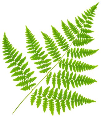 Yaprak eğreltiotu makro mercek çekiminde beyaz arkaplanda izole edildi