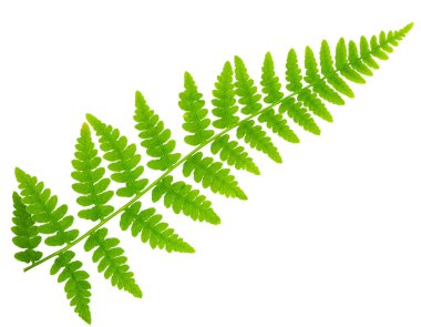 Yaprak eğreltiotu makro mercek çekiminde beyaz arkaplanda izole edildi