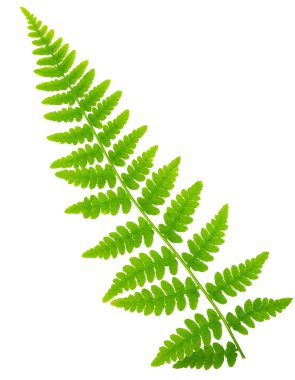 Yaprak eğreltiotu makro mercek çekiminde beyaz arkaplanda izole edildi