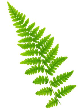 Yaprak eğreltiotu makro mercek çekiminde beyaz arkaplanda izole edildi